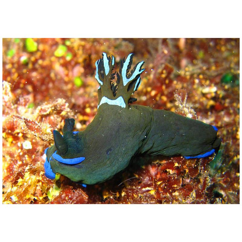 Melci Tambja morosa - imagine 5